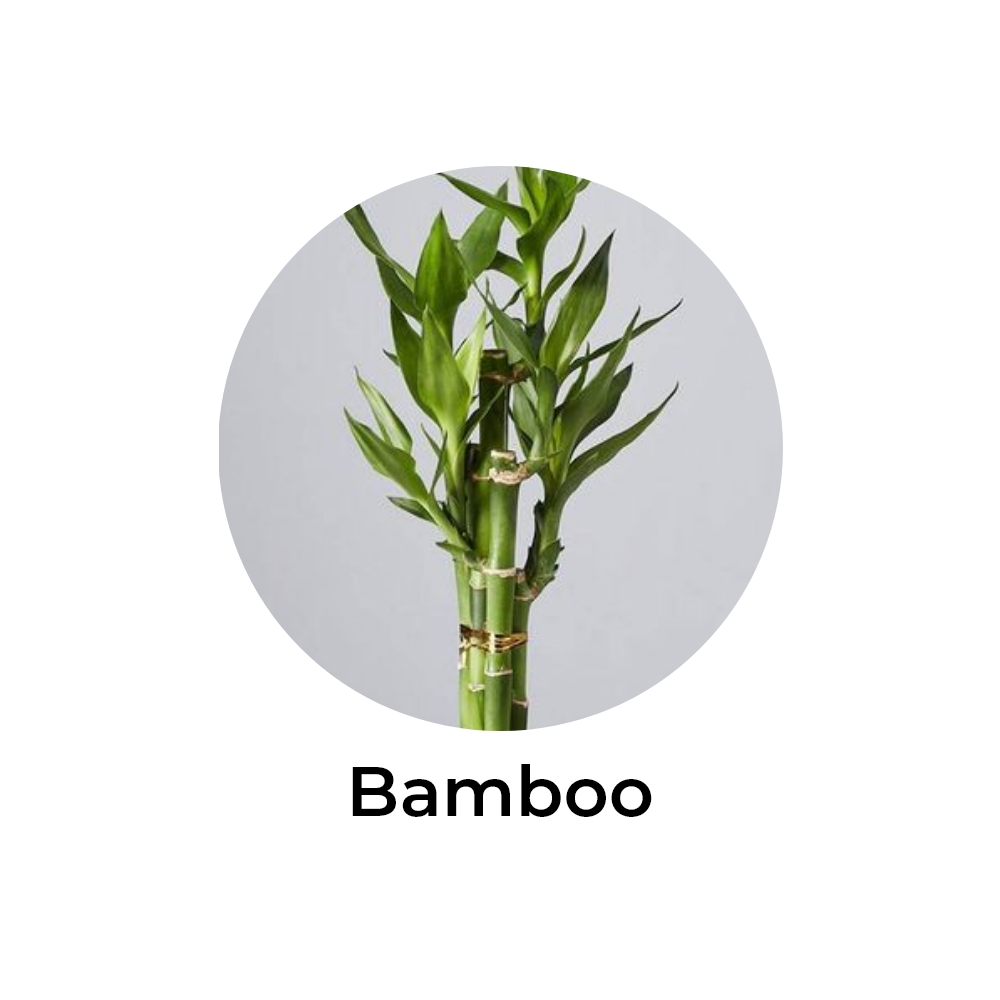 essência de bamboo