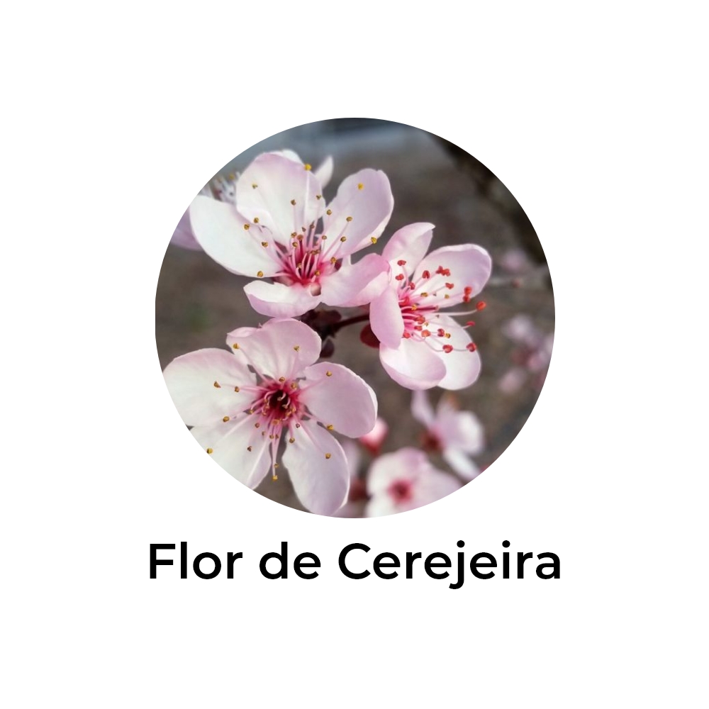 essência de flor de cerejeira